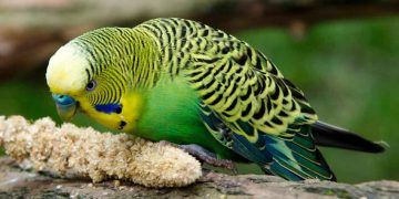 Muhabbet Kuşunun En Sevdiği Yiyecekler Nelerdir?