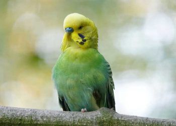 Muhabbet Kuşunun Tüyleri Neden Dökülür?