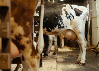 Rumen ve Rumen Sıvısının Muayenesi