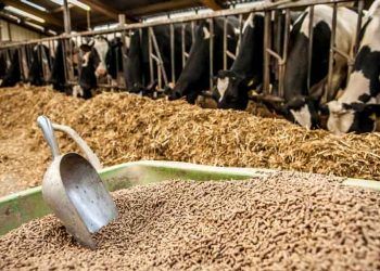 Süt Sığırcılığında Yem Maliyeti