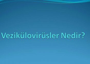Vezikülovirüsler Nedir?