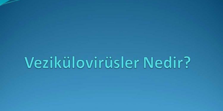 Vezikülovirüsler Nedir?