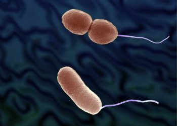 Vibrio Parahaemolyticus Nedir?
