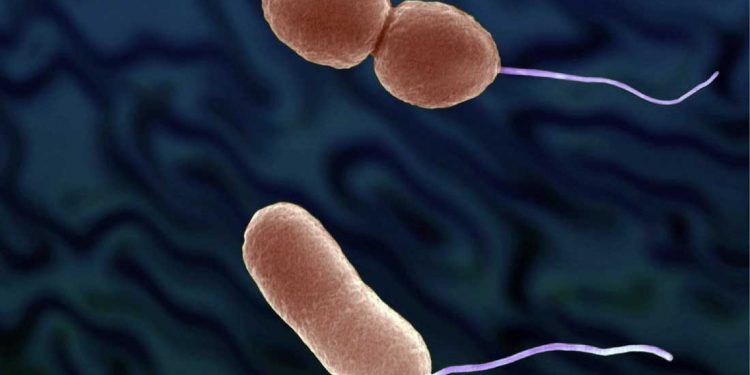 Vibrio Parahaemolyticus Nedir?