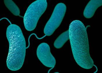 Vibriyo Fetüs Nedir?