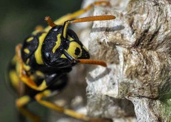 Afrika Katil Arıları