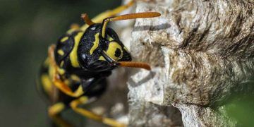 Afrika Katil Arıları