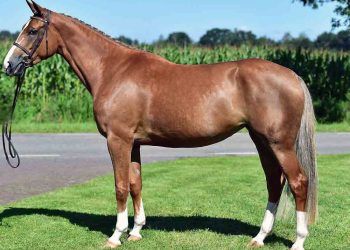 Gelderland At Irkı ve Özellikleri