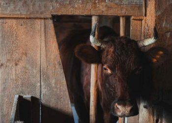 Hayvan Hareketleri ve Hastalıkları