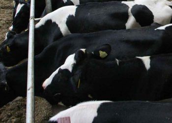 Hayvancılığa Verilen Desteklerin Üretim Yönünden Değerlendirilmesi