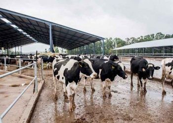 Hayvancılıkta Çelişkiler Yumağı