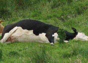 Hipokalsemi, Süt Humması, Doğum Felci