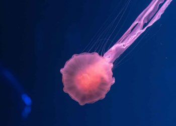 Hücreye Bağlı Bağışıklık ve İmmunoterapi