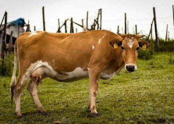 İneğin Diz Kapağı