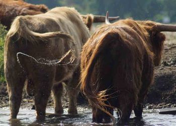 İneklerde Kuyruk Felci