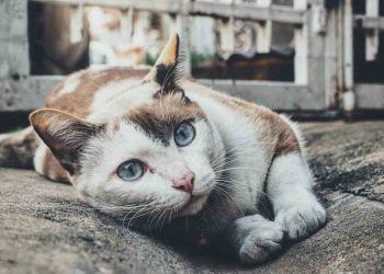 Kedilerde Kızgınlık Dönemi Ne Kadar Sürer?