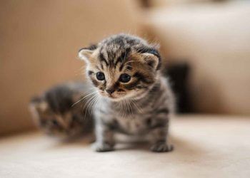 Kedilerin Gözleri Ne Zaman Açılır?