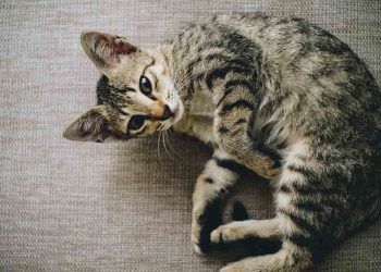 Kedilerin Hamilelik Süresi Ne Kadar?