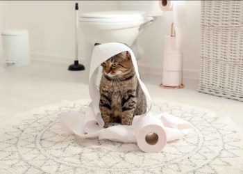 Kedilerin Tuvaleti Geldiğini Nasıl Anlarız?