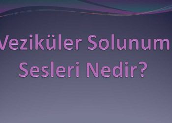 Veziküler Solunum Sesleri Nedir?