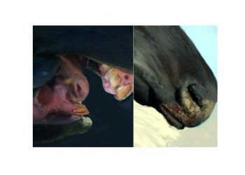 Veziküler Stomatitis Nedir?