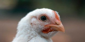 Broiler Yetiştiriciliğinde Kontakt Dermatit
