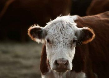 Hereford Sığır Irkı (Etçi)