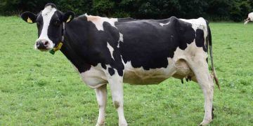 İneklerde Bağırsak Düğümlenmesi