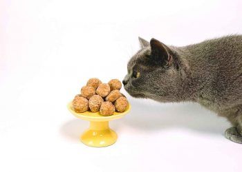 Kedinizin Mamasını Seçerken Dikkat Etmeniz Gereken Herşey