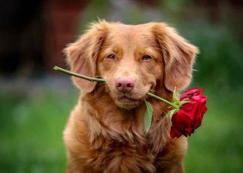 Köpeklerin Çiftleşme Dönemi Ne Zamandır?