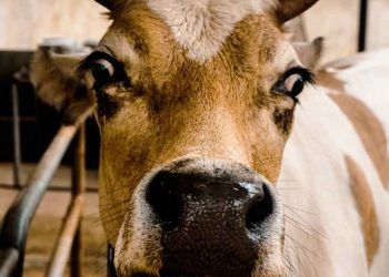 Patlak Gözlü İnek