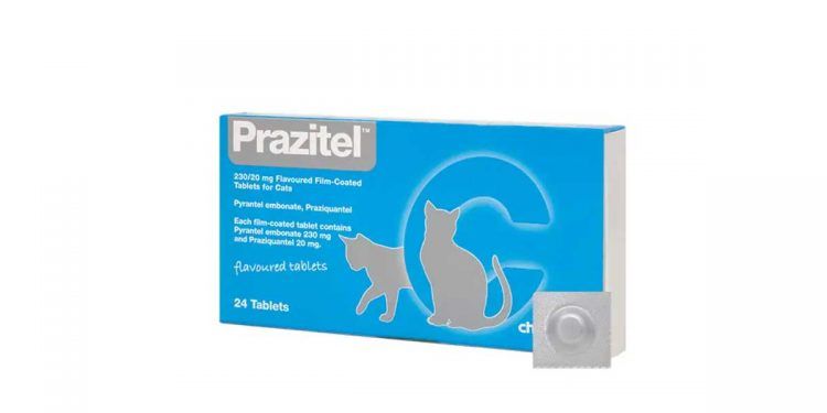 Prazitel Cat