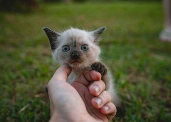 Sahipsiz Yavru Kedi Bakımı Nasıl Olmalı?