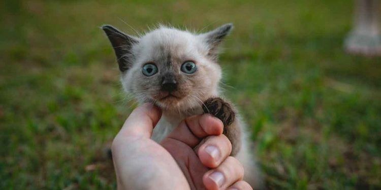 Sahipsiz Yavru Kedi Bakımı Nasıl Olmalı?