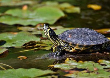 Su Kaplumbağaların Bakımı Nasıl Olmalı?