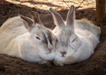 Tavşanlarda Üreme Biyolojisi