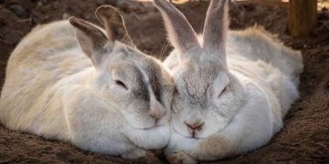 Tavşanlarda Üreme Biyolojisi