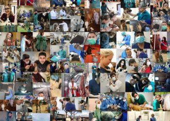 Veteriner Hekim Kimdir, Nedir ve Ne İş Yapar?