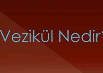 Vezikül Nedir?