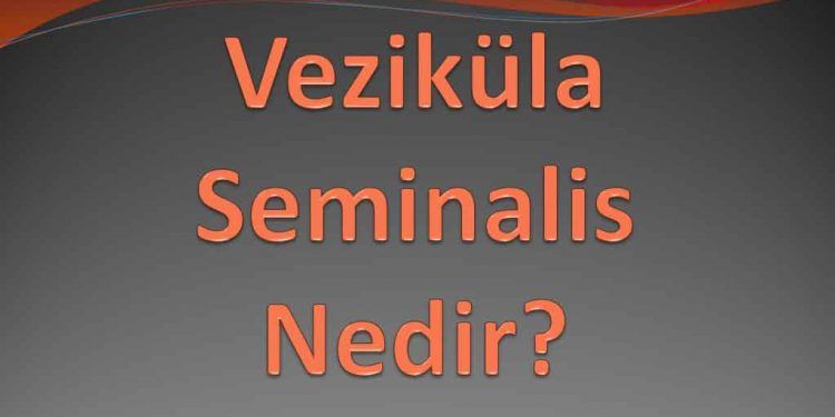 Veziküla Seminalis Nedir?