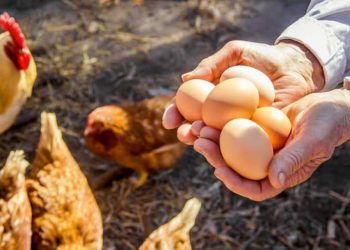 Yumurtaların D Vitamini İçeriğinin Artırılması