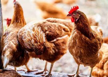 Altlık kontrol etmede yeni yaklaşım