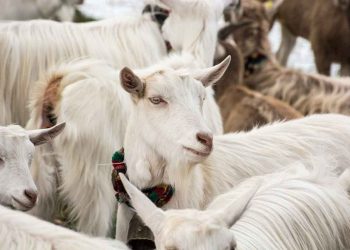 Damızlık Keçilerin Beslenmesi