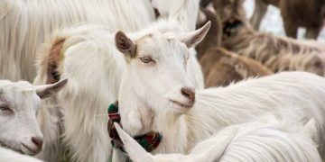 Damızlık Keçilerin Beslenmesi