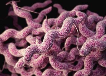 Endotoksinler Hakkında Bilinmesi Gerekenler