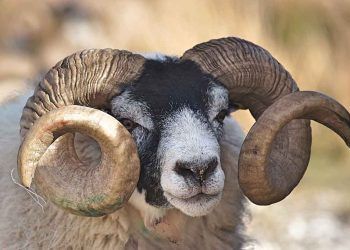 Koç Spermasının Muhafazası