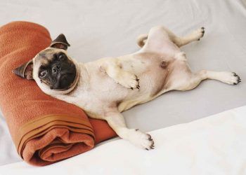 Köpeklerin Hamilelik Süresi Ne Kadardır?