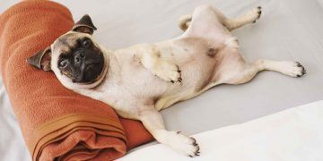 Köpeklerin Hamilelik Süresi Ne Kadardır?