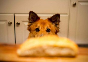 Köpeklerin Sevdiği Yiyecekler Nelerdir?