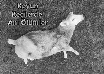 Koyun ve Keçilerde Ani Ölümler